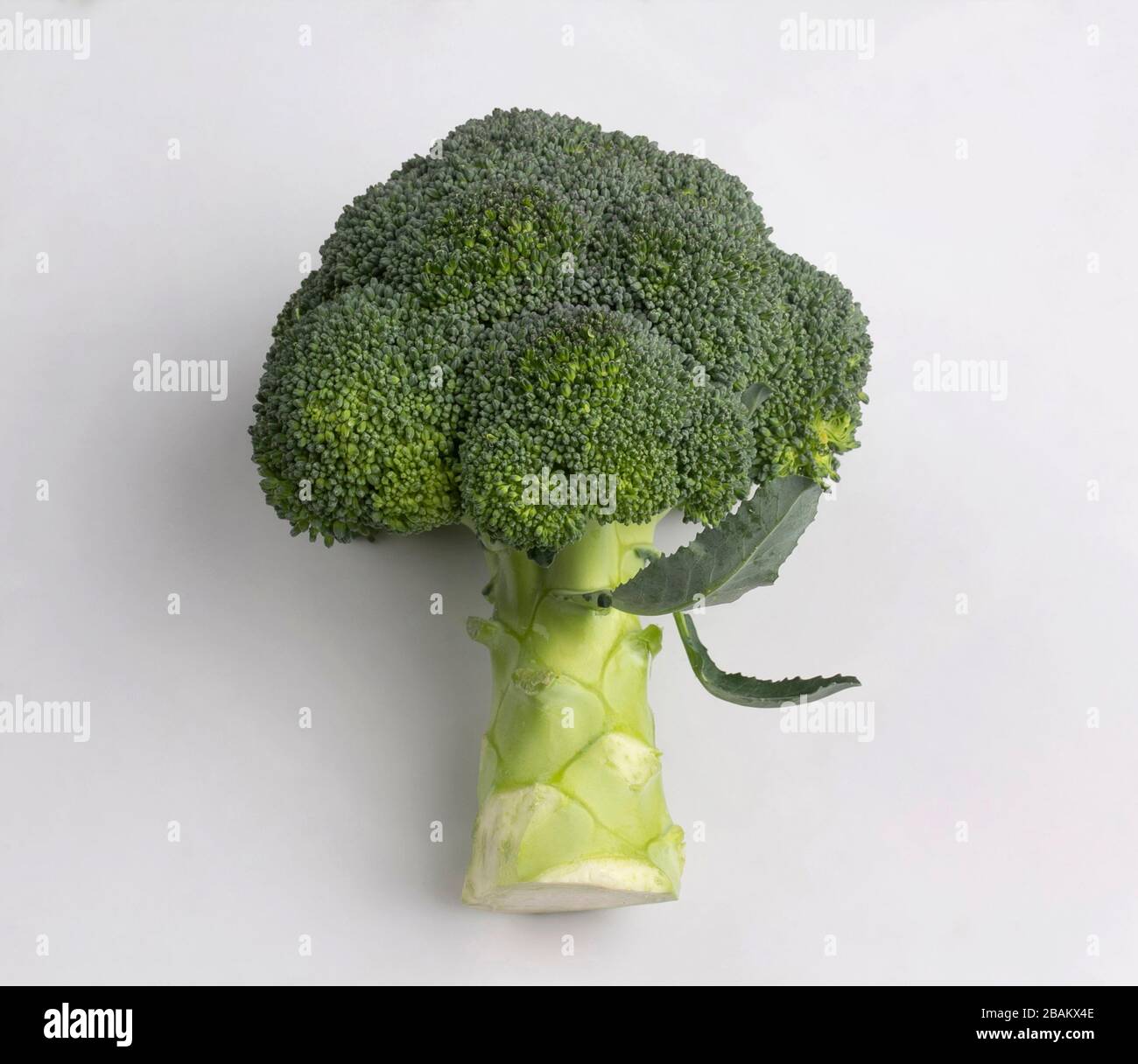 Fresh broccoli isolated on white background Stock Photo