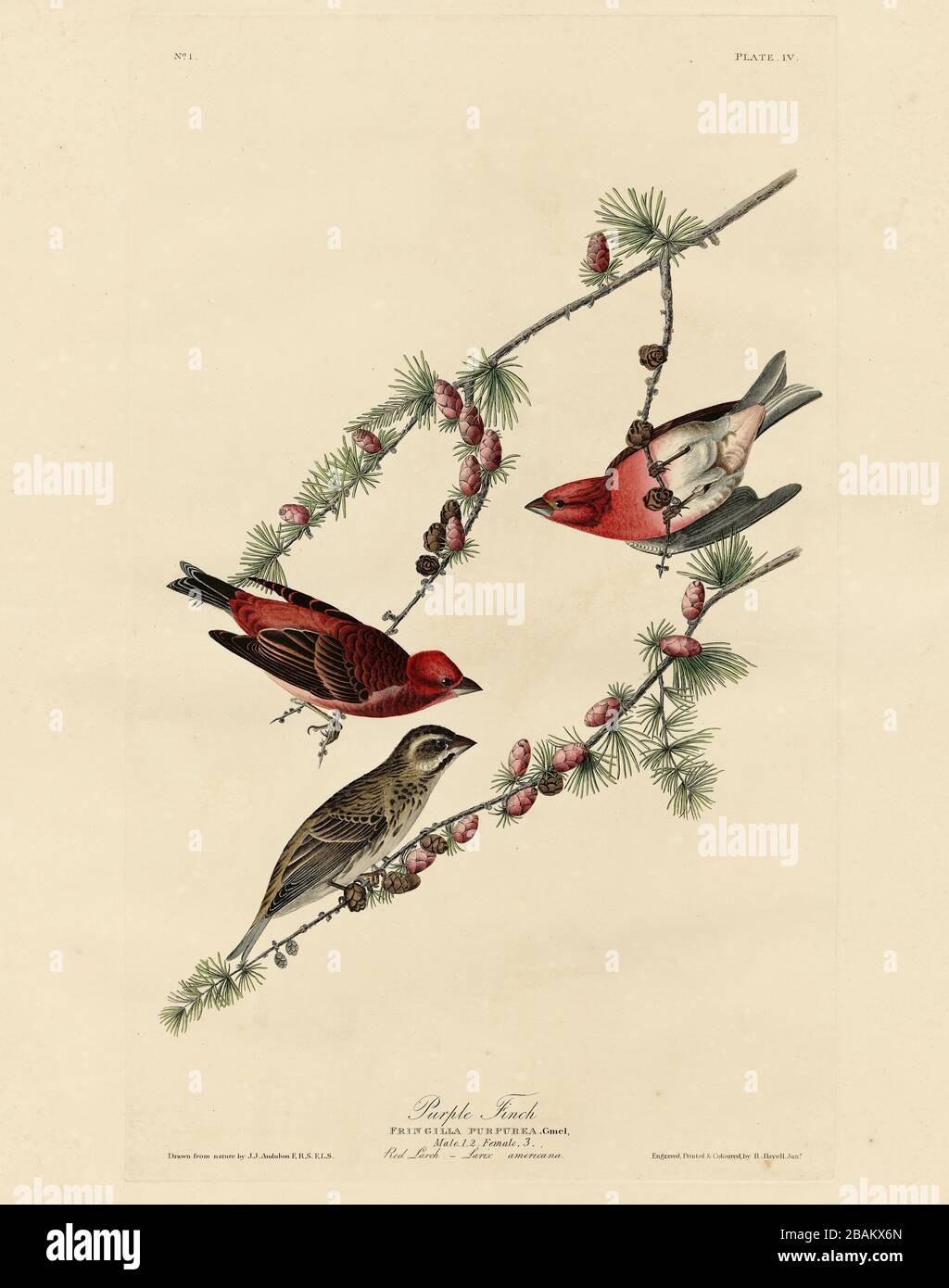 Plate 4 Purple Finch from The Birds of America folio (1827–1839) by John James Audubon, Very high resolution and quality edited image Stock Photo