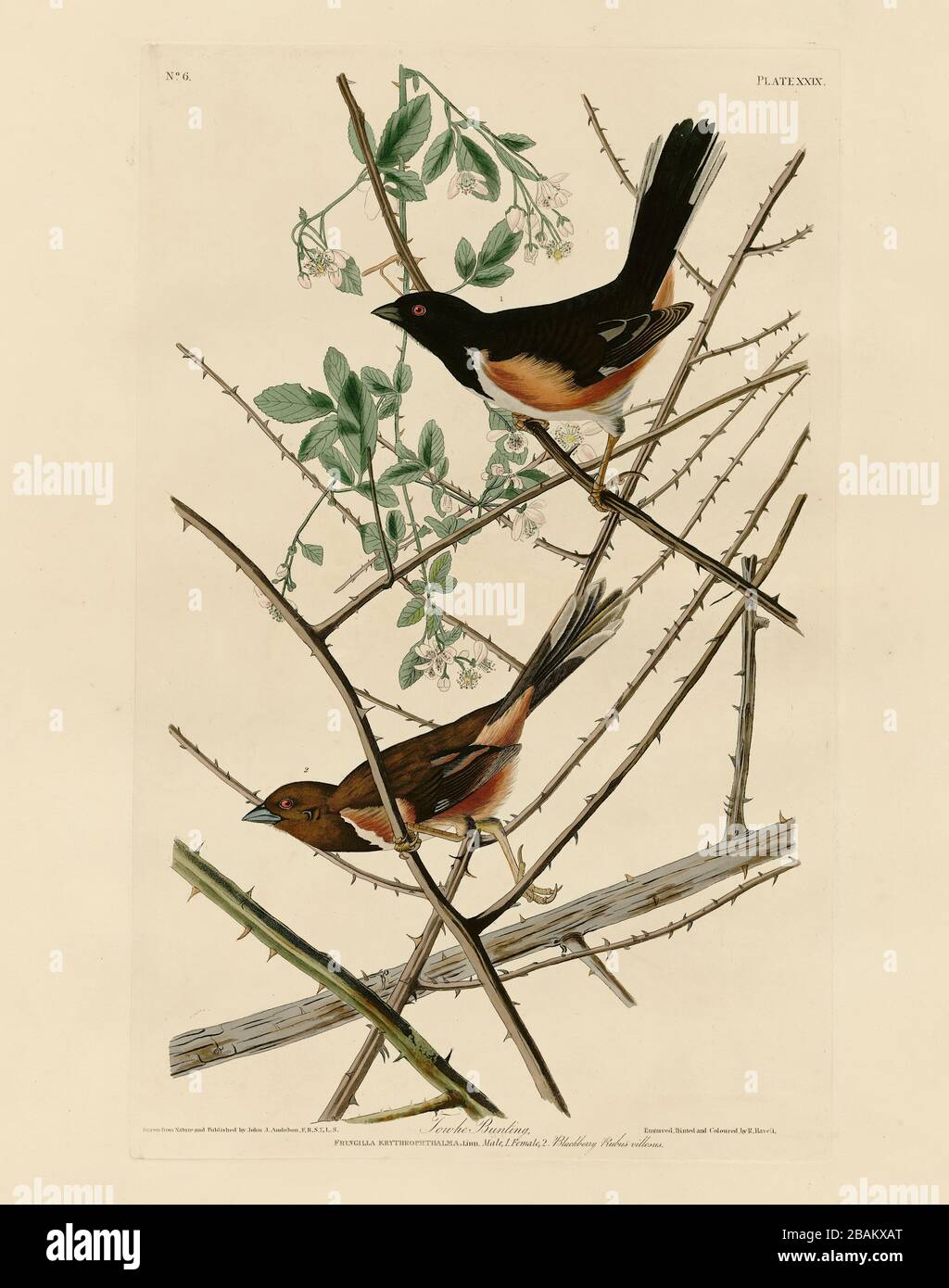 Plate 29 Towhe Bunting (Eastern Towee) from The Birds of America folio (1827–1839) - John James Audubon, Very high resolution and quality edited image Stock Photo