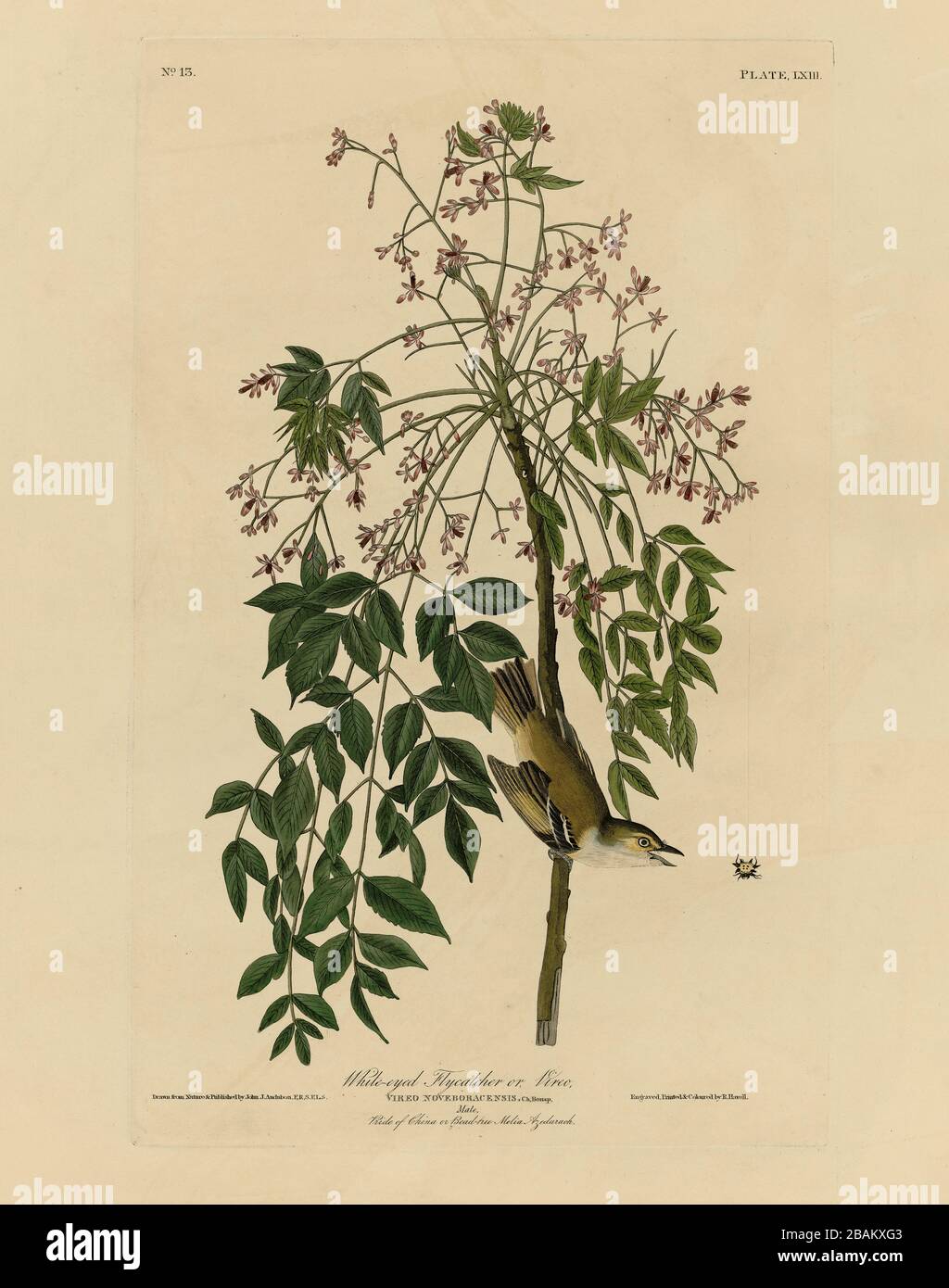 Plate 63 White-eyed Flycatcher or Vireo, The Birds of America folio (1827–1839) by John James Audubon - Very high resolution and quality edited image Stock Photo