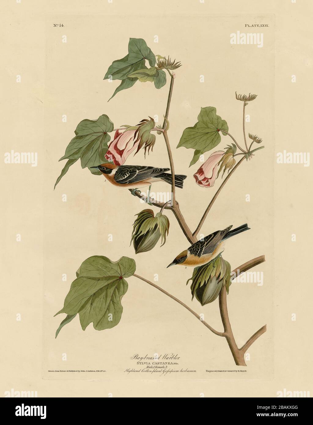 Plate 69 Bay-breasted Warbler from The Birds of America folio (1827–1839) by John James Audubon - Very high resolution and quality edited image Stock Photo