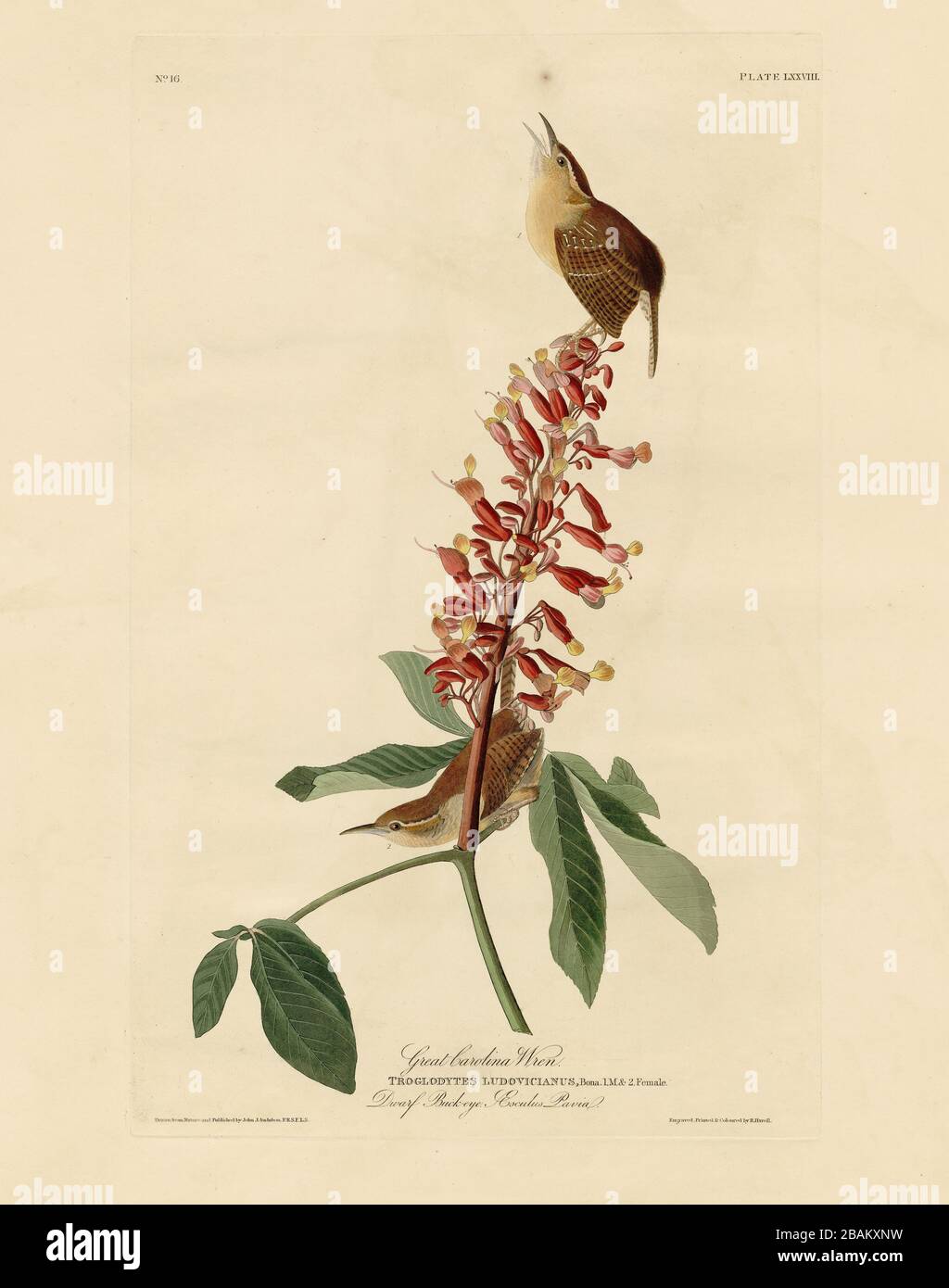 Plate 78 Great Carolina Wren from The Birds of America folio (1827–1839) by John James Audubon - Very high resolution and quality edited image Stock Photo