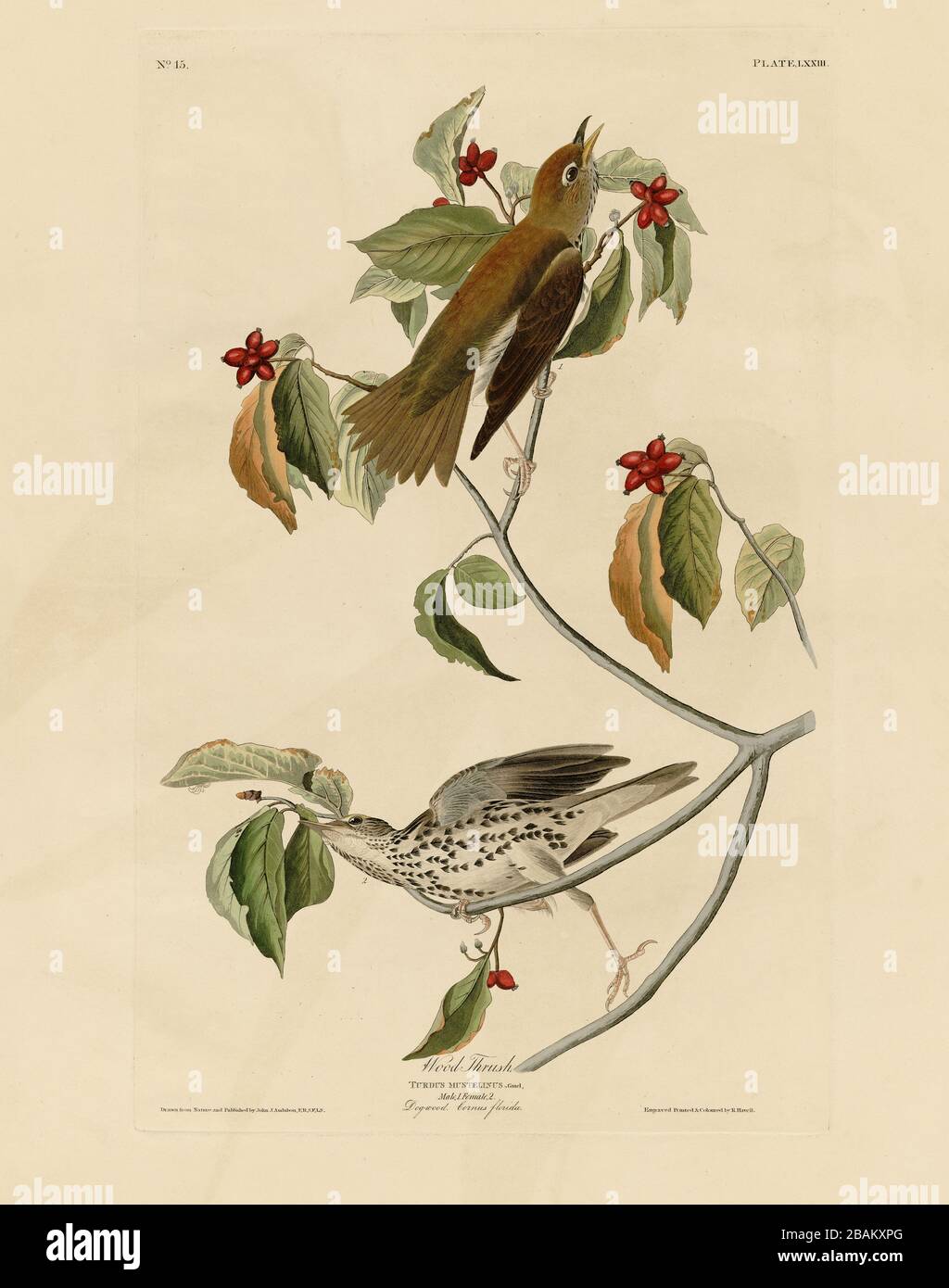 Plate 73 Wood Thrush from The Birds of America folio (1827–1839) by John James Audubon - Very high resolution and quality edited image Stock Photo