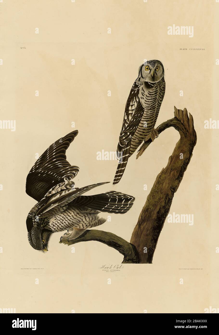 Plate 378 Hawk Owl (Northern Hawk Owl) The Birds of America folio (1827–1839) by John James Audubon - Very high resolution and quality edited image Stock Photo
