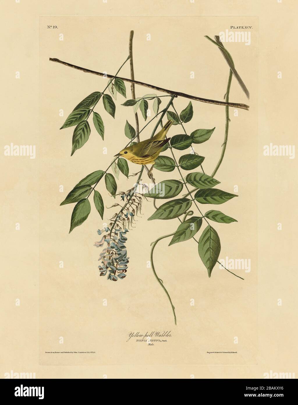 Plate 95 Yellow-poll Warbler (Yellow Warbler) The Birds of America folio (1827–1839) John James Audubon, Very high resolution and quality edited image Stock Photo