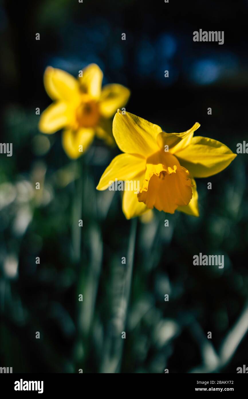 Daffodil 2020 Stock Photo