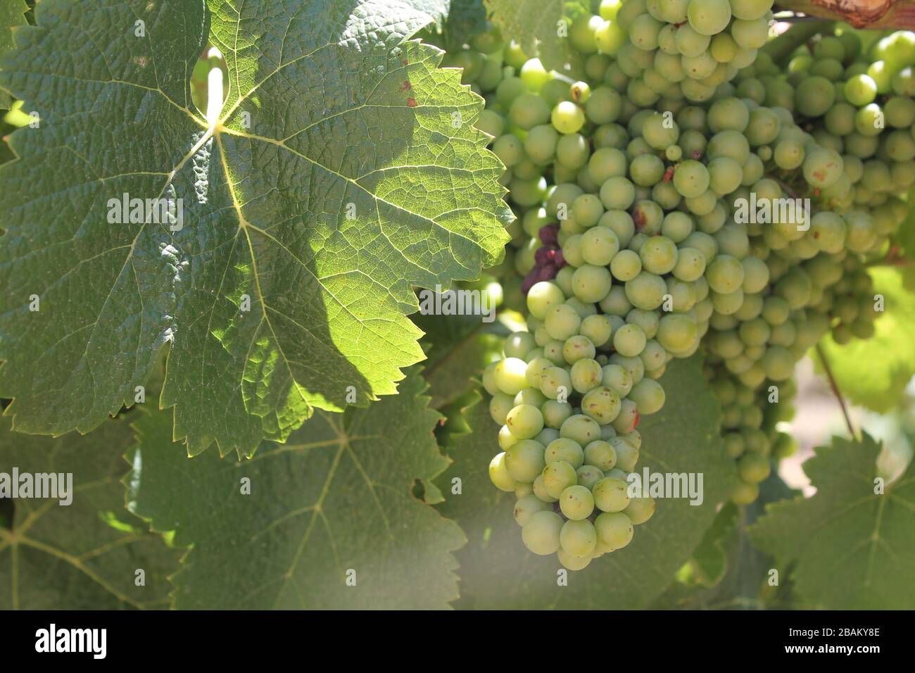 Sunny and green vineyard in South Australia Stock Photo