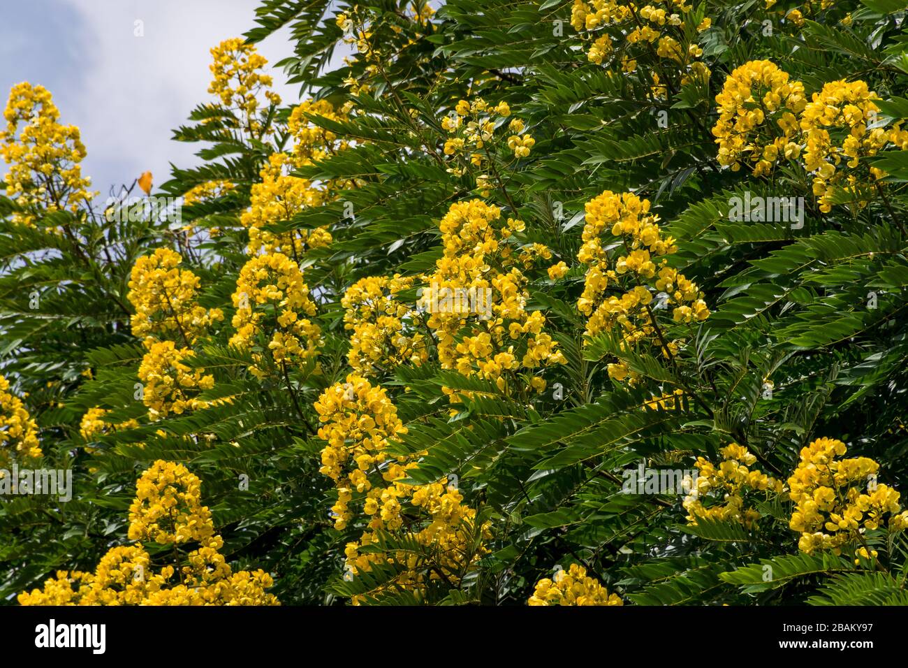 Senna spectabilis (S. spectabilis) in bloom with bright yellow flowers or inflorescence in canopy, Kenya, East Africa Stock Photo