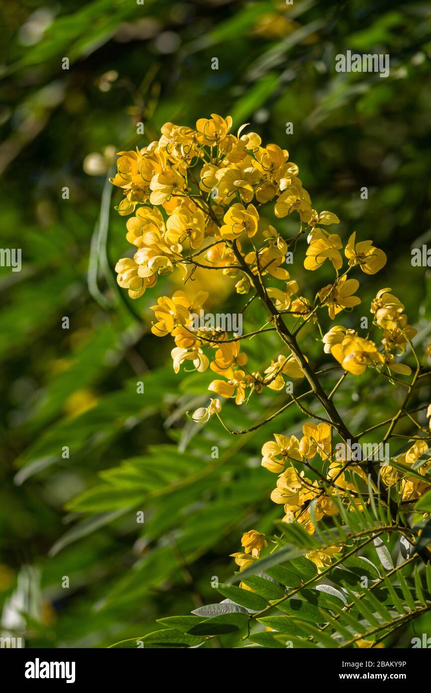 Senna spectabilis (S. spectabilis) in bloom with bright yellow flowers or inflorescence in canopy, Kenya, East Africa Stock Photo