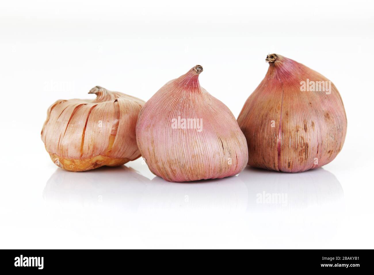 three Gladioli bulbs isolated on a white background Stock Photo