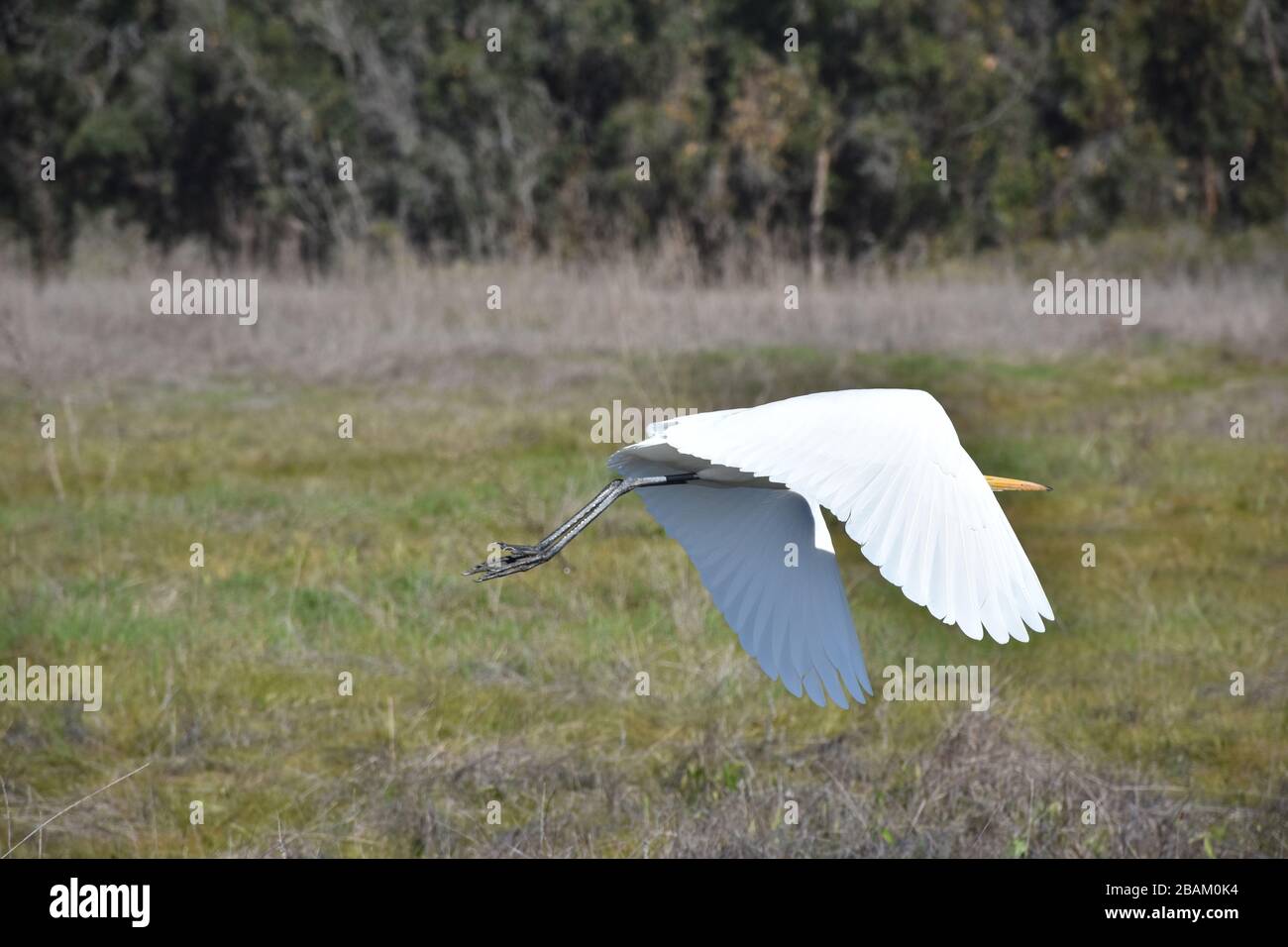 Flying white heron bird with wings extended Stock Photo Alamy