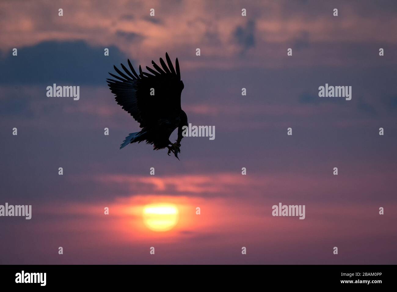White-tailed eagle in flight, eagle with a fish which has been just plucked from the water in Hokkaido, Japan, silhouette of eagle with a fish at sunr Stock Photo