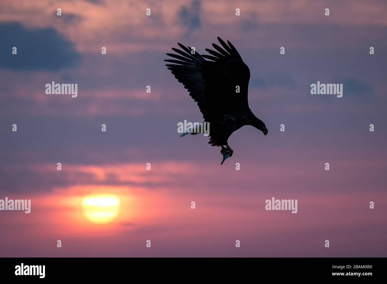 White-tailed eagle in flight, eagle with a fish which has been just plucked from the water in Hokkaido, Japan, silhouette of eagle with a fish at sunr Stock Photo