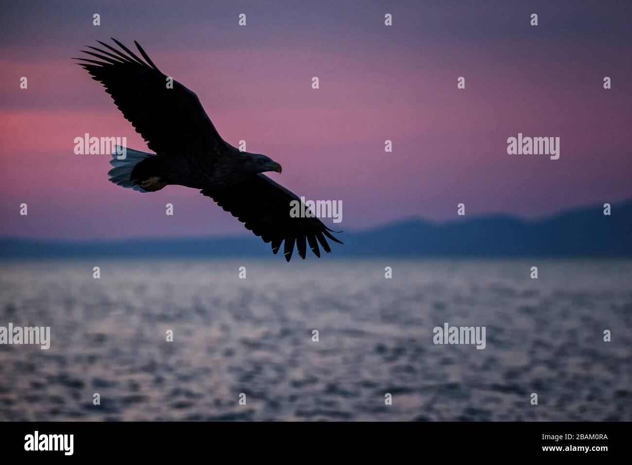 White-tailed eagle in flight, eagle flying against pink sky in Hokkaido, Japan, silhouette of eagle at sunrise, majestic sea eagle, wildlife scene, wa Stock Photo