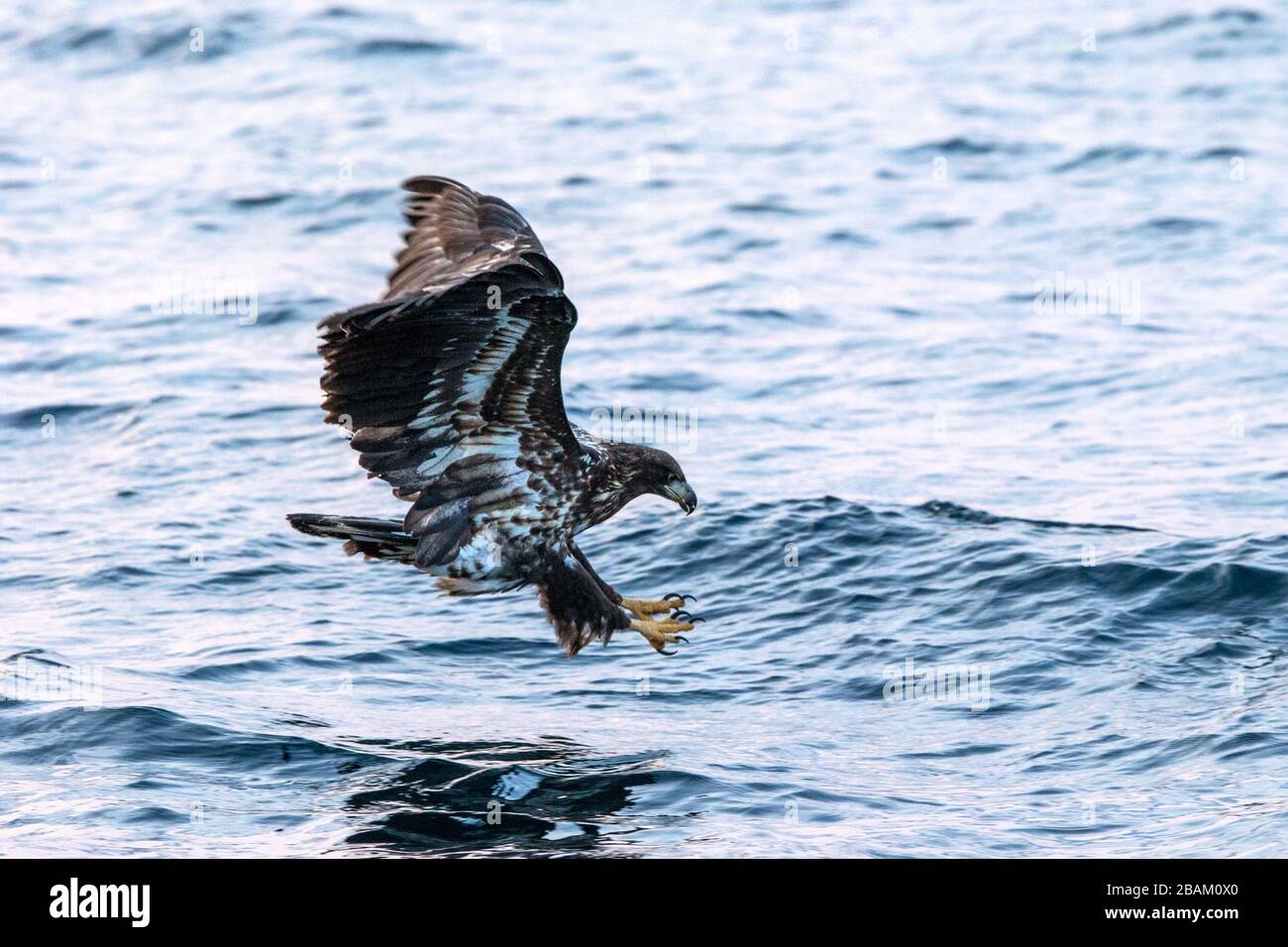 White-tailed eagle in flight hunting fish from sea,Hokkaido, Japan, Haliaeetus albicilla, majestic sea eagle with big claws aiming to catch fish from Stock Photo