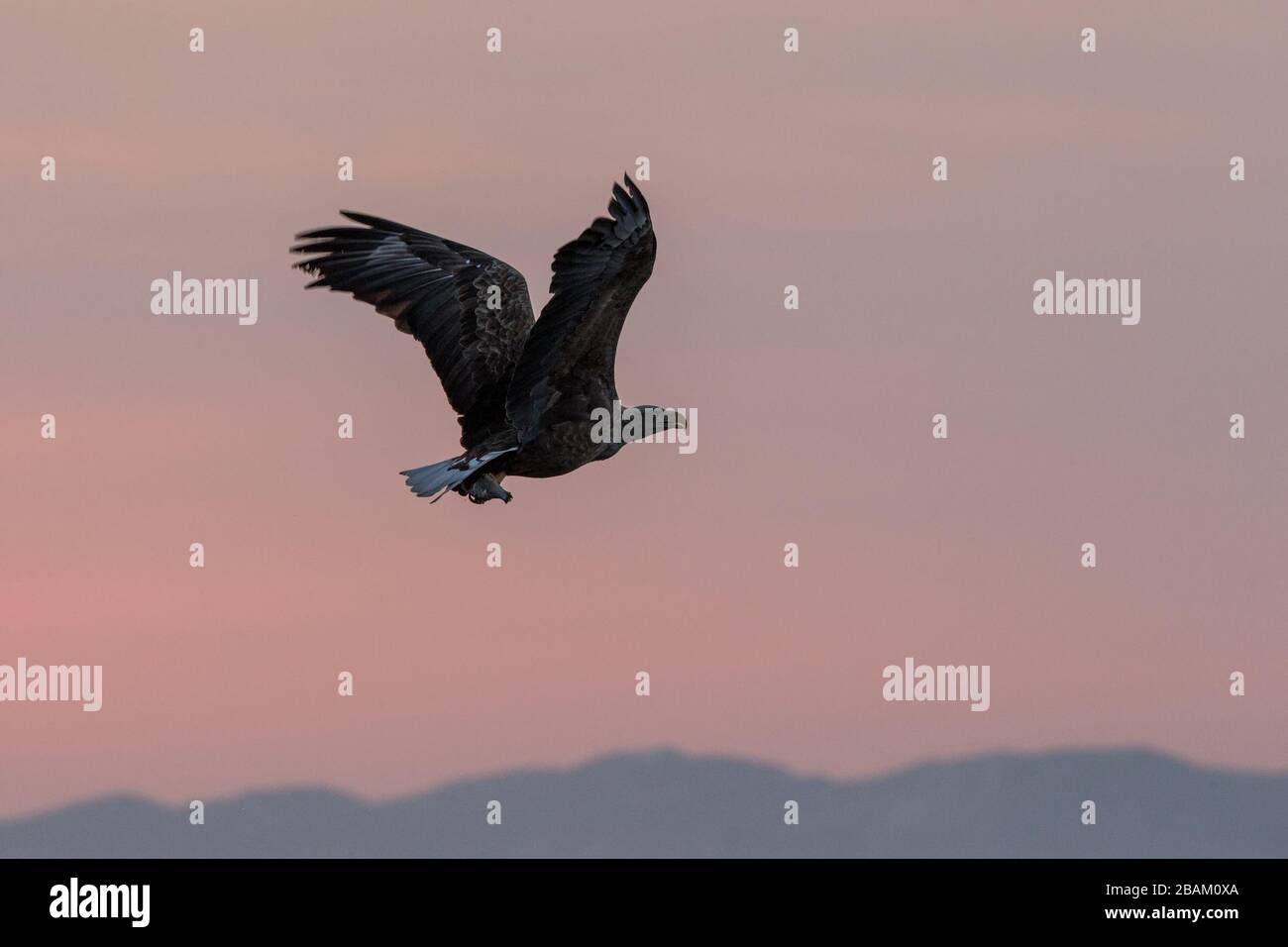 White-tailed eagle in flight, eagle flying against colorful sky with clouds in Hokkaido, Japan, silhouette of eagle at sunrise, majestic sea eagle, wi Stock Photo