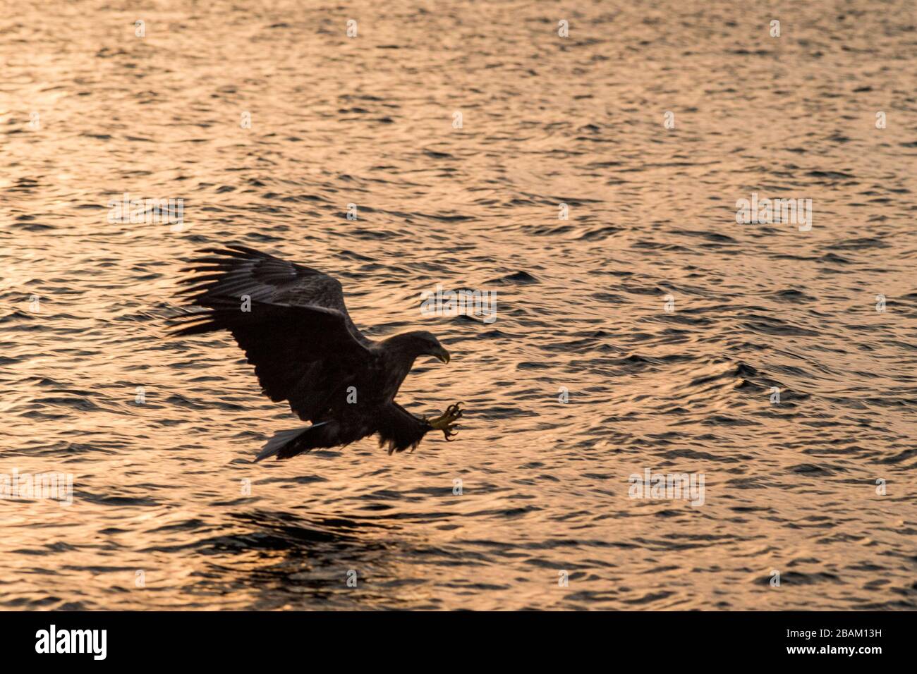 White-tailed eagle in flight hunting fish from sea,Hokkaido, Japan, Haliaeetus albicilla, majestic sea eagle with big claws aiming to catch fish from Stock Photo