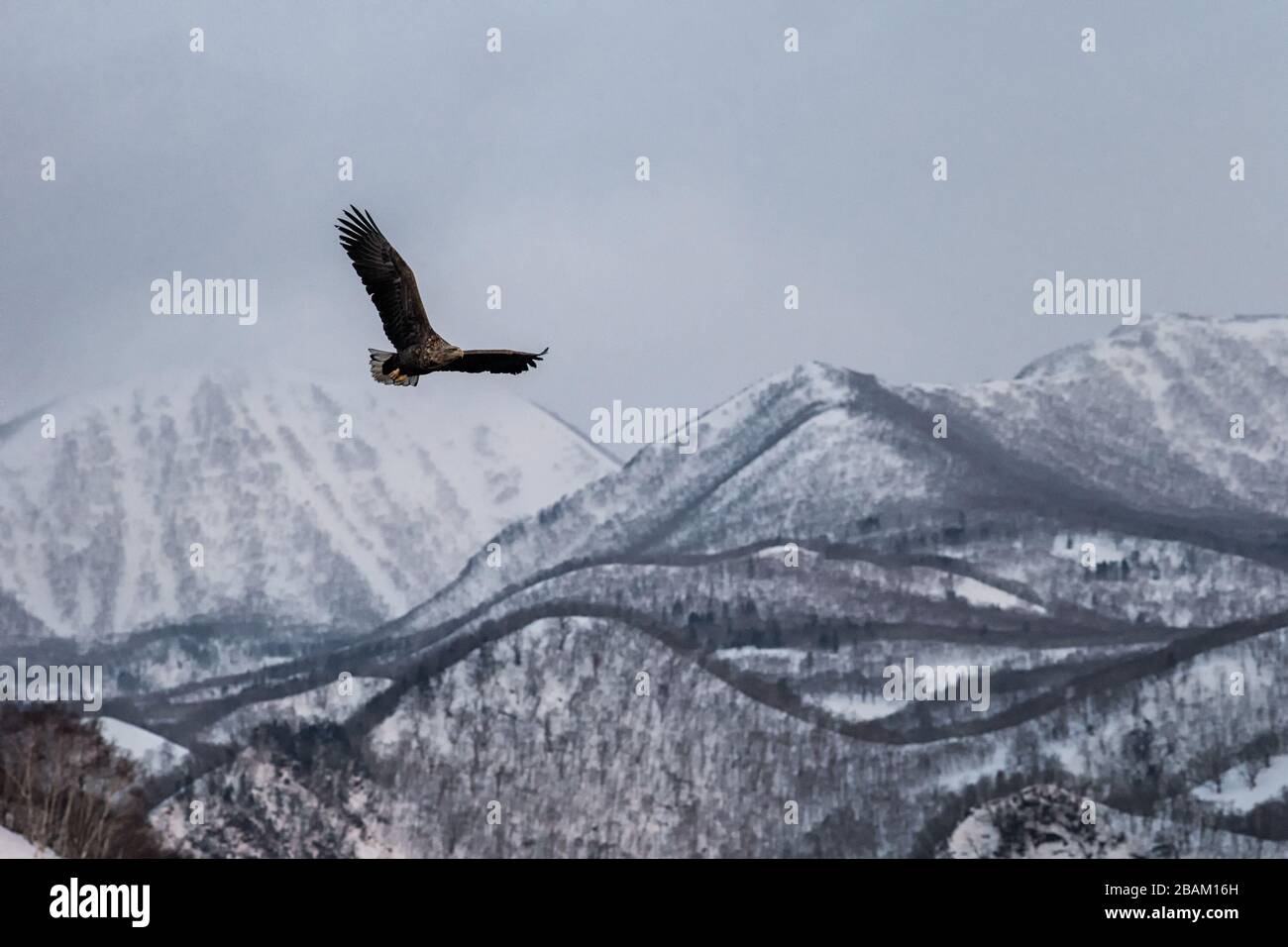 White-tailed eagle flying in front of winter mountains scenery in Hokkaido, Bird silhouette. Beautiful nature scenery in winter. Mountain covered by s Stock Photo