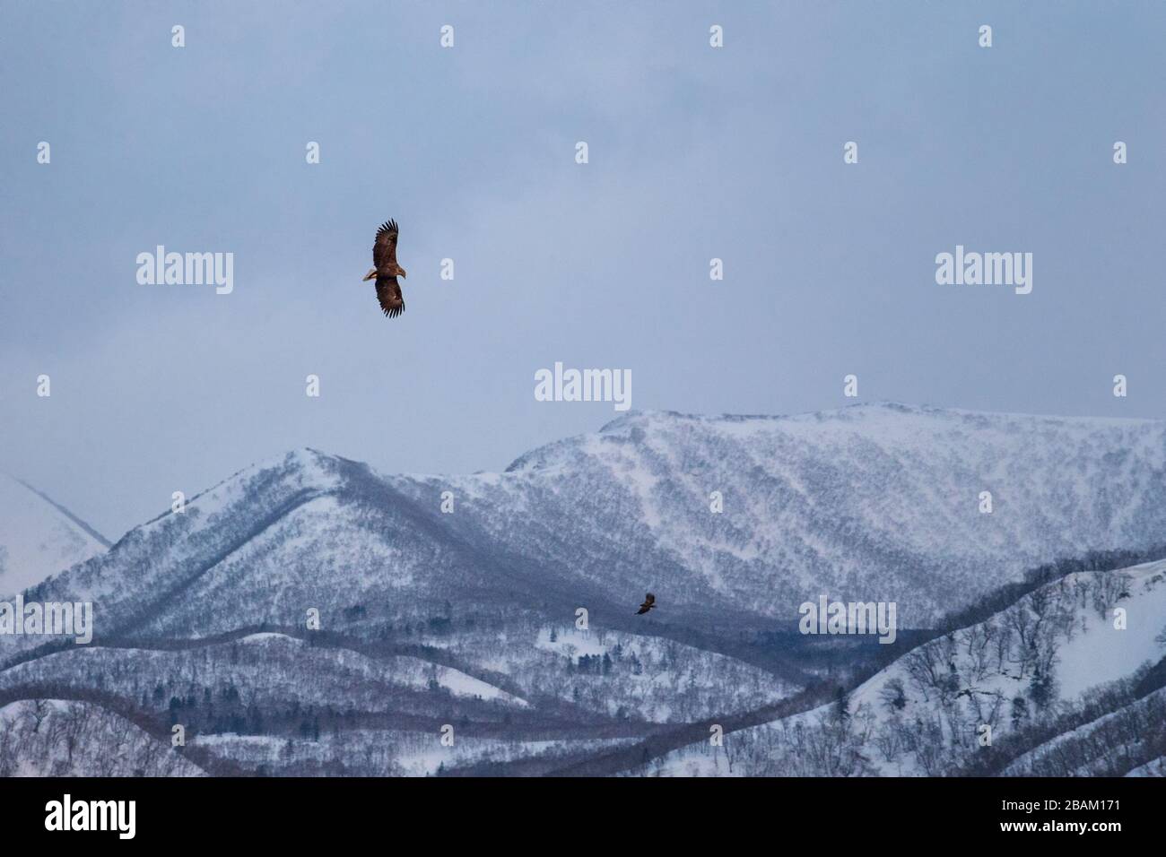 White-tailed eagle flying in front of winter mountains scenery in Hokkaido, Bird silhouette. Beautiful nature scenery in winter. Mountain covered by s Stock Photo