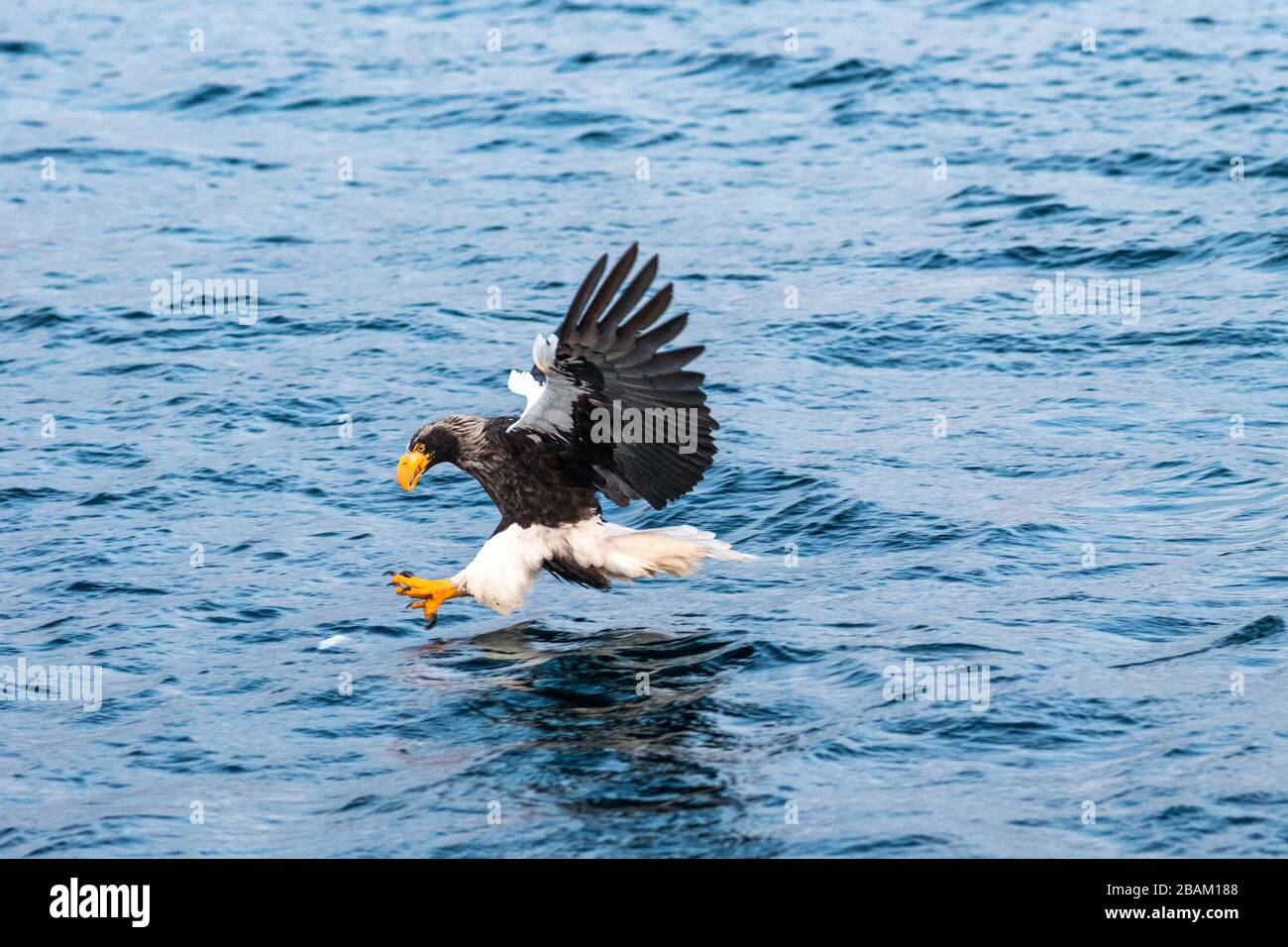 Steller's sea eagle in flight hunting fish from sea at sunrise,Hokkaido, Japan, majestic sea eagle with big claws aiming to catch fish from water surf Stock Photo
