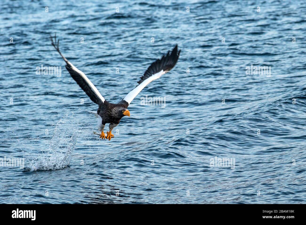 Steller's sea eagle  in flight, eagle with a fish which has been just plucked from the water in Hokkaido, Japan, eagle with a fish flies over a sea, m Stock Photo