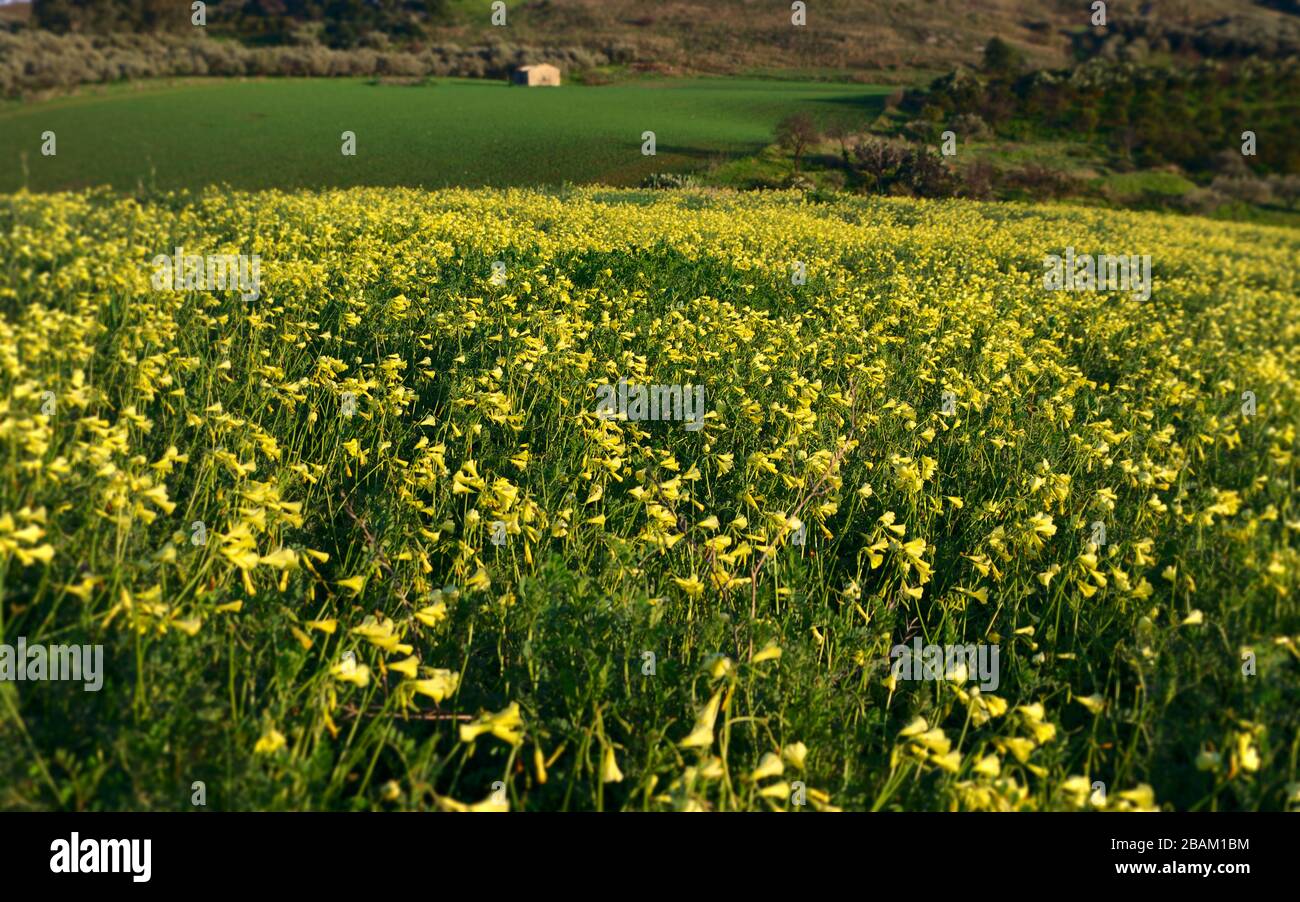 yellow Oxalis Pes-Caprae flowering in a meadow of Sicily Stock Photo