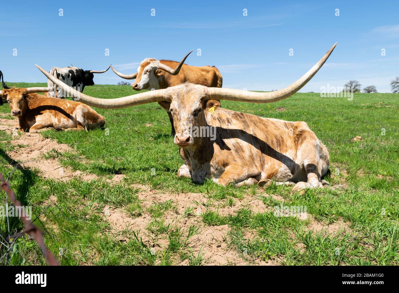 A large Longhorn with a mottled pattern of white, brown, and tan spots and very long, curved horns resting in the grass of a ranch pasture while other Stock Photo