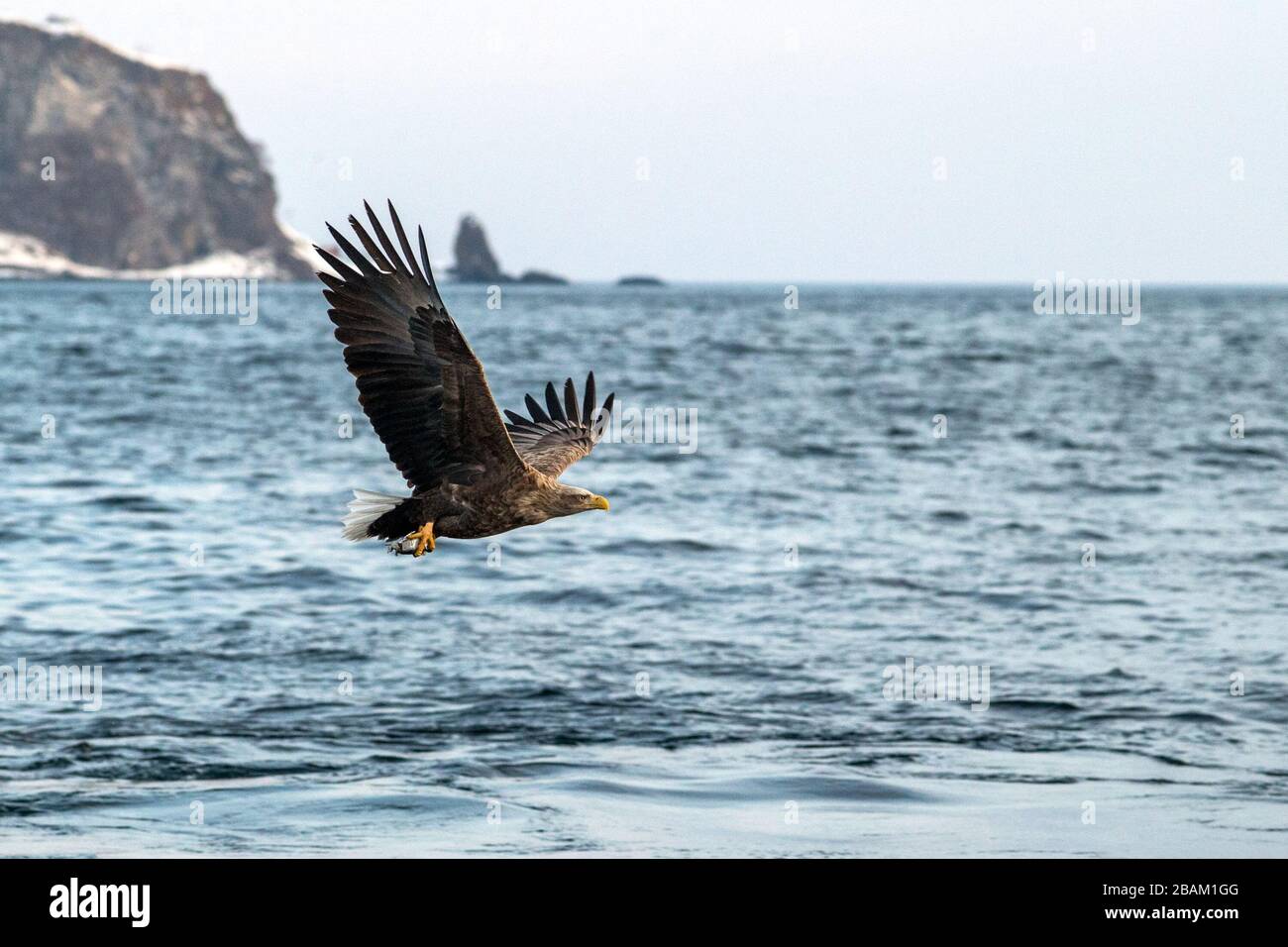 White-tailed eagle in flight, majestic eagle with a fish which has been just plucked from the water in Hokkaido, Japan, eagle with cliffs in backgroun Stock Photo