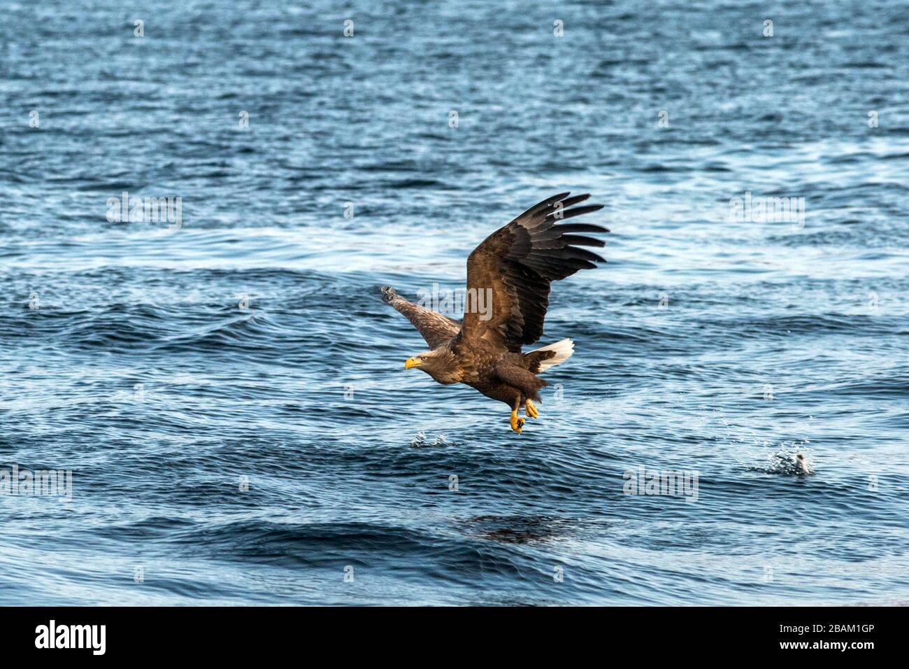 White-tailed eagle in flight, eagle trying to catch fish from the water in Hokkaido, Japan, majestic eagle with ocean in background, majestic sea eagl Stock Photo
