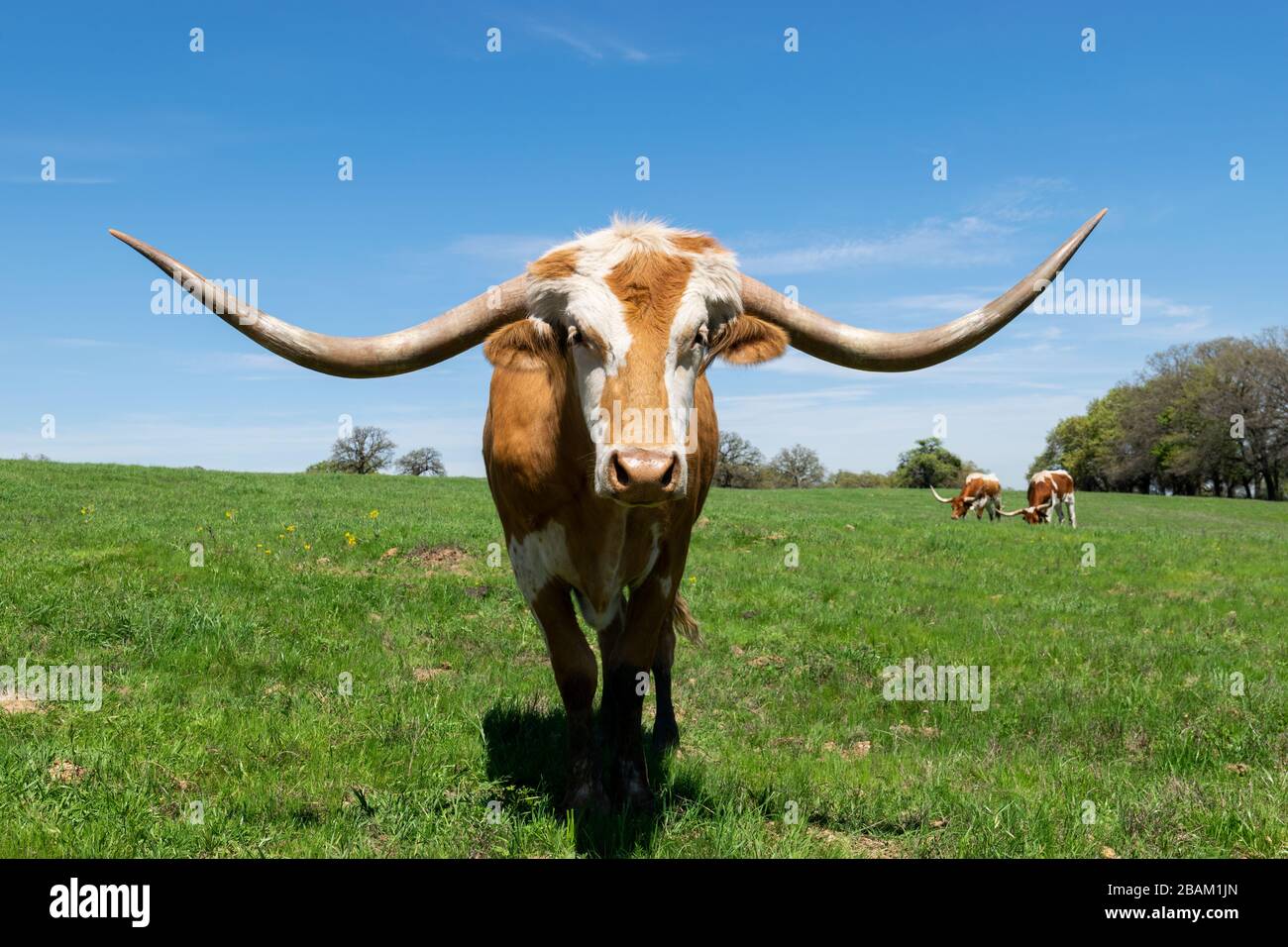Orange brown Longhorn bull with long, deeply curved horns and a white face with a stripe down the middle standing in a ranch pasture on a sunny aftern Stock Photo
