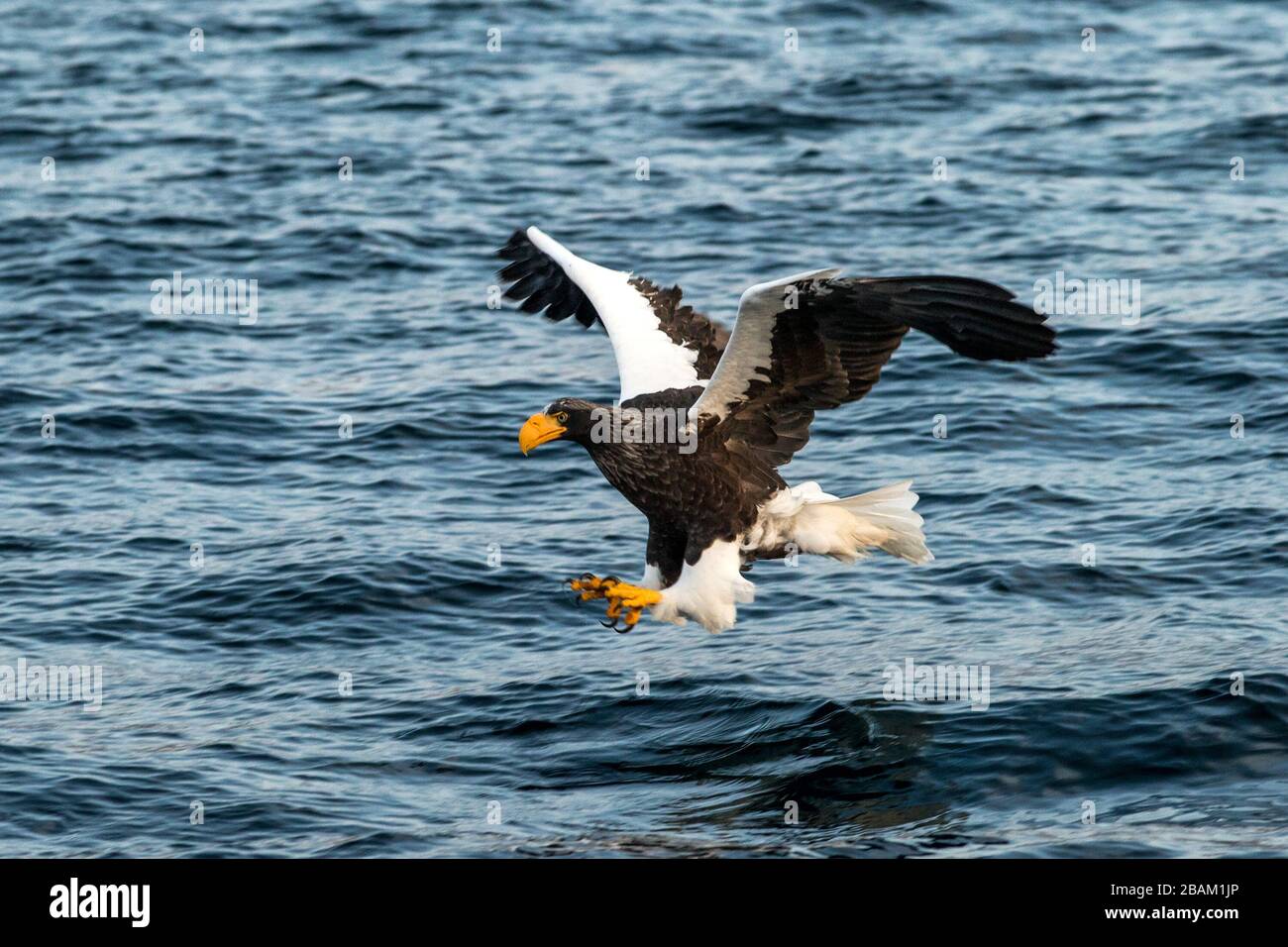 Steller's sea eagle in flight hunting fish from sea at sunrise,Hokkaido, Japan, majestic sea eagle with big claws aiming to catch fish from water surf Stock Photo