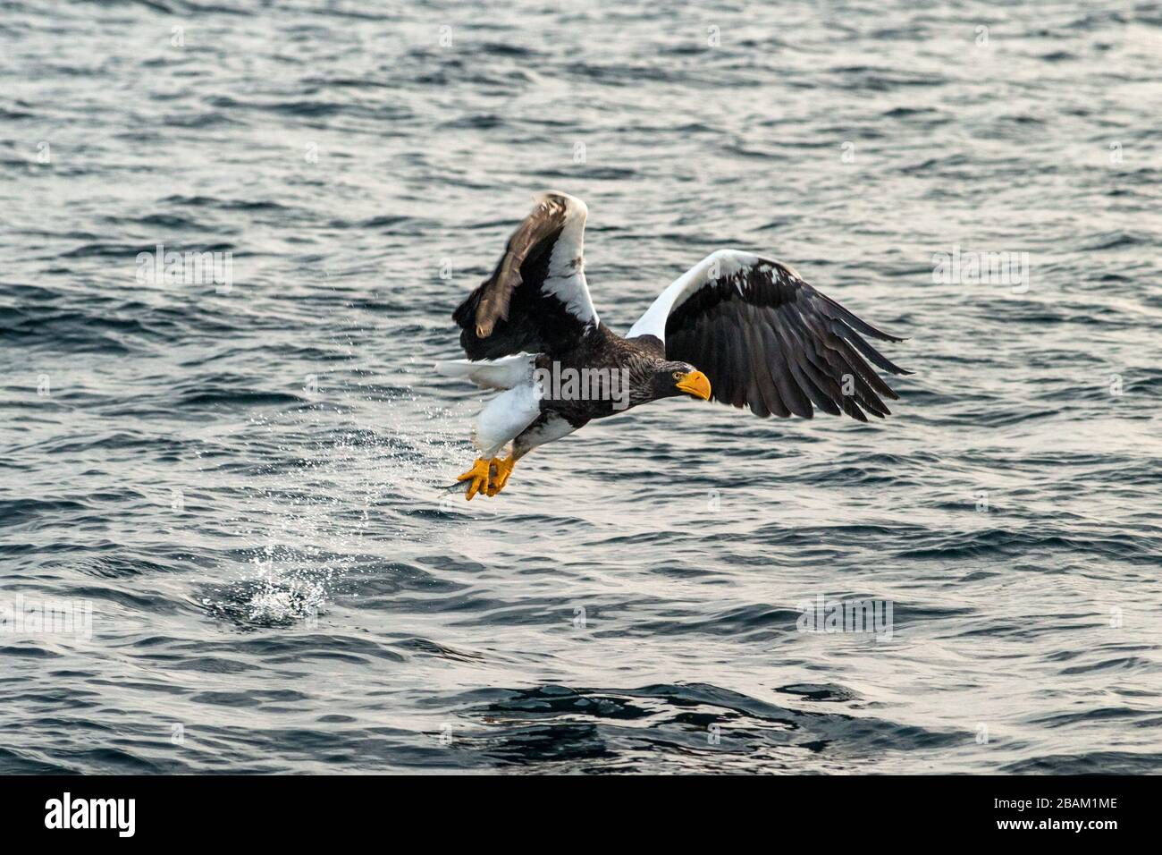 Steller's sea eagle  in flight, eagle with a fish which has been just plucked from the water in Hokkaido, Japan, eagle with a fish flies over a sea, m Stock Photo