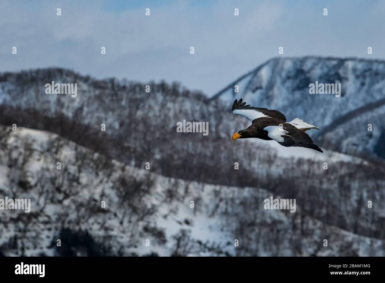 Steller's sea eagle flying in front of winter mountains scenery in Hokkaido, Bird silhouette. Beautiful nature scenery in winter. Mountain covered by Stock Photo
