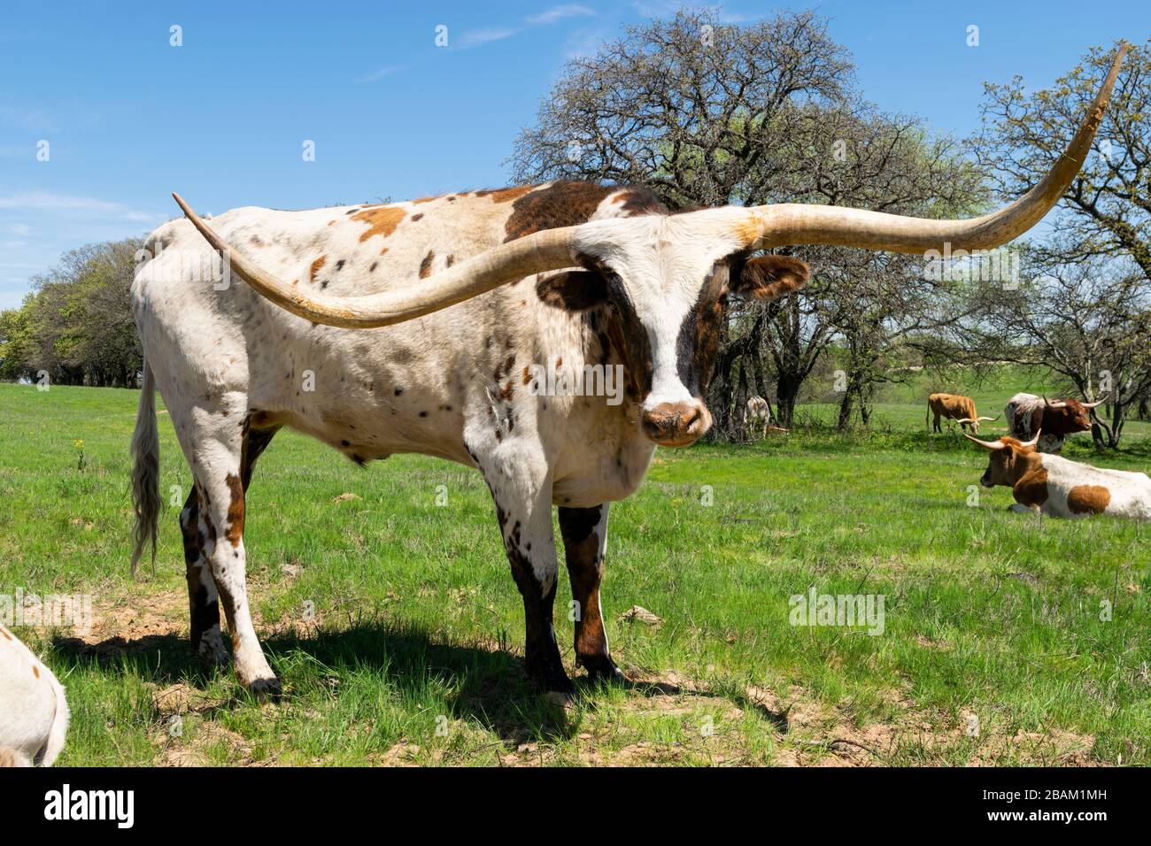 A large, intimidating white Longhorn bull with brown spots and very long, curved horns standing in a ranch pasture with other cattle and trees in the Stock Photo