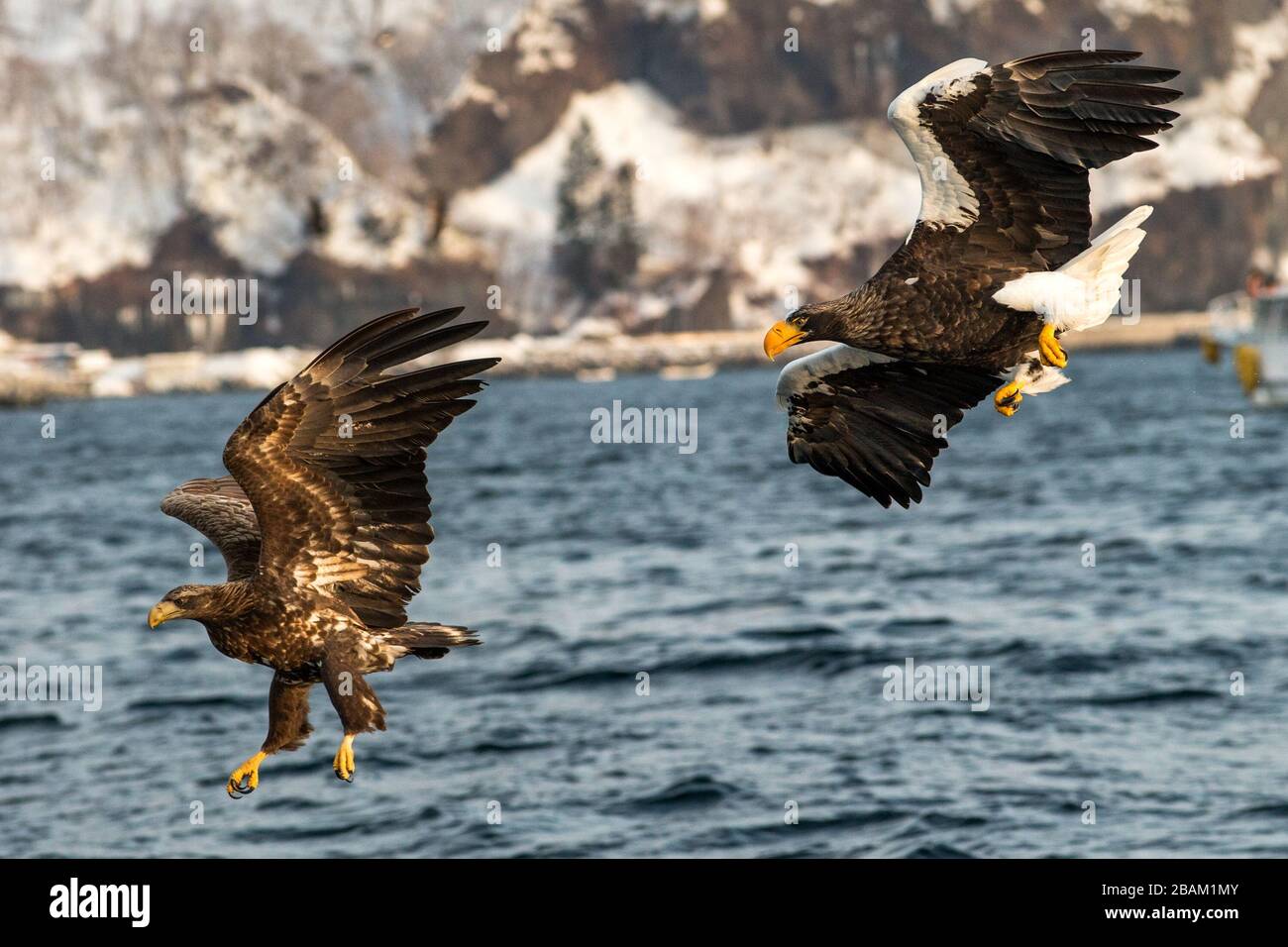 White-tailed eagle and Steller´s sea eagle in flight hunting fish from sea,Hokkaido, Japan, majestic raptors with big claws aiming to catch fish from Stock Photo