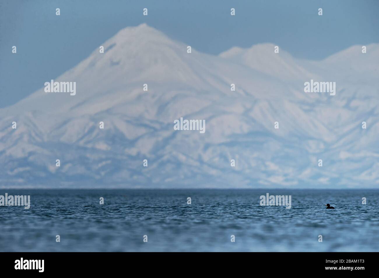 Hokkaido duck swimming hi-res stock photography and images - Alamy, image size:1300x956