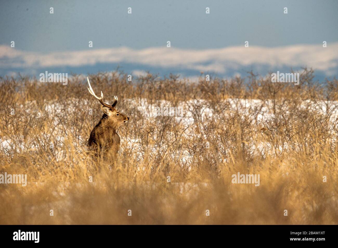 Sika deer (Cervus nippon yesoensis) on snowy landscape, mountains covered by snow in background, animal with antlers in the nature habitat, winter sce Stock Photo