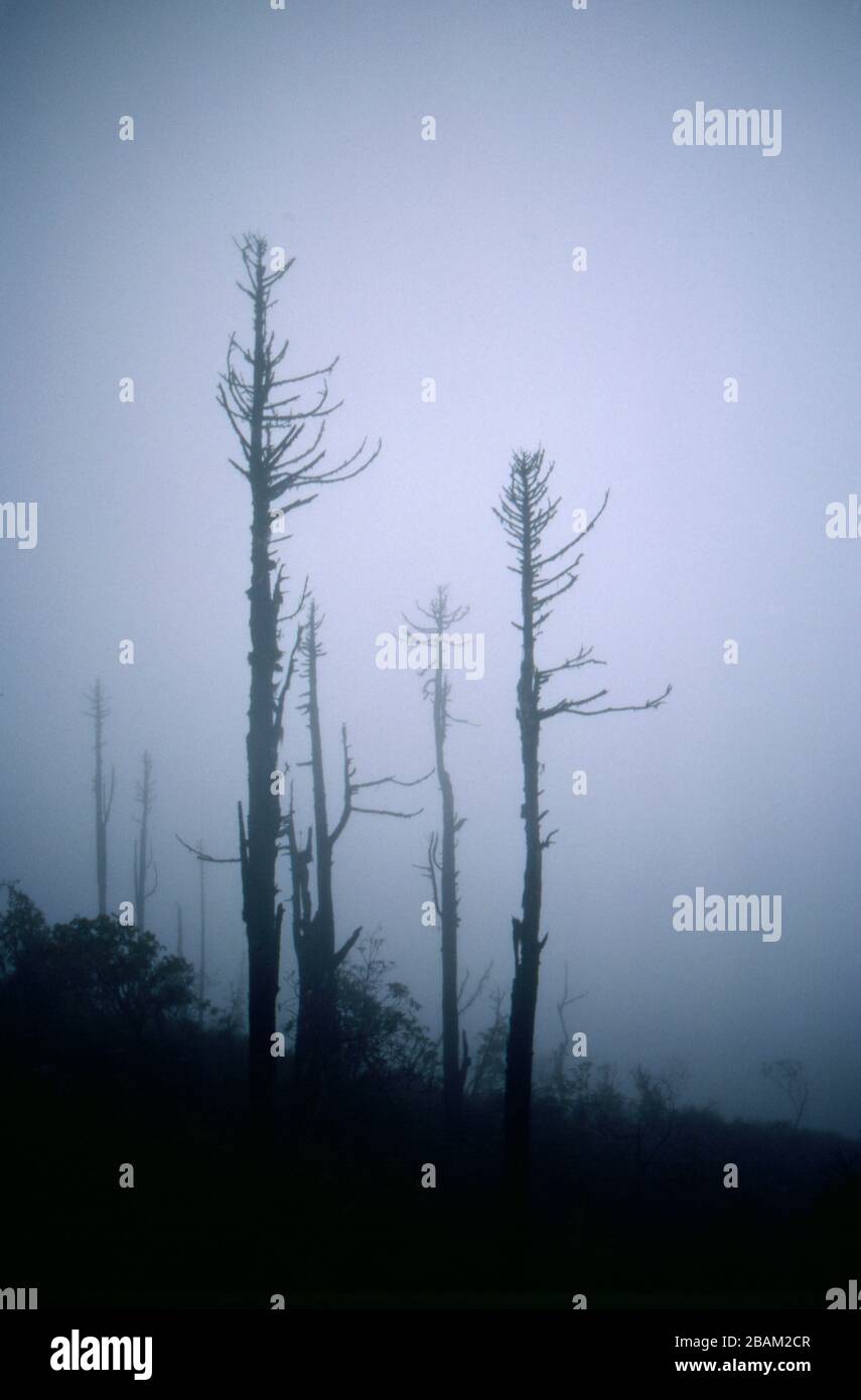 Fog surrounds fir trees that have died back from moisture deprevation on the leeward side of Chele La Pass, Bhutan. (28-09-89) BX16 Stock Photo