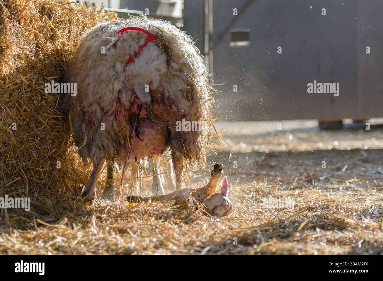 ewe giving birth to a lamb, lambing Stock Photo
