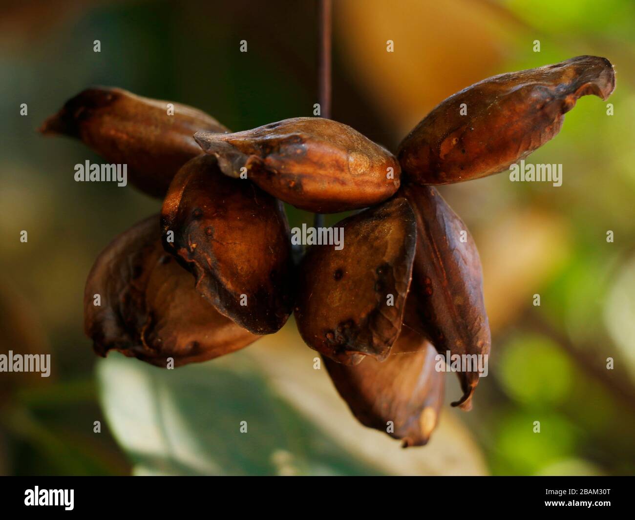 Quassia indica herbal ayurvedic medicine in kerala, also known as niepa