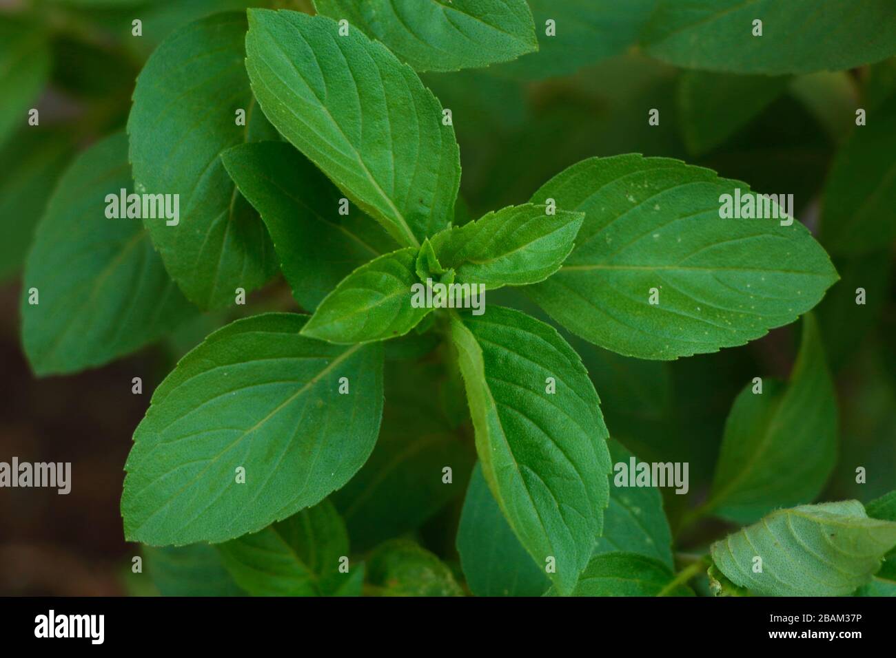 Rama thulasi holy basil a sacred plant from tropical India Stock