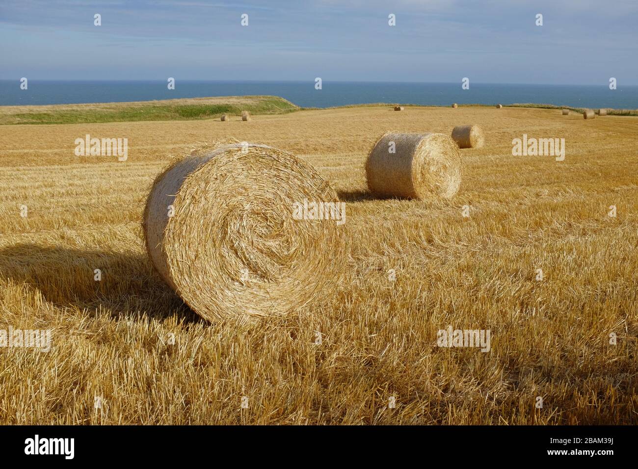 Round circular hay bales drying in the sun, on a field beside the sea ...