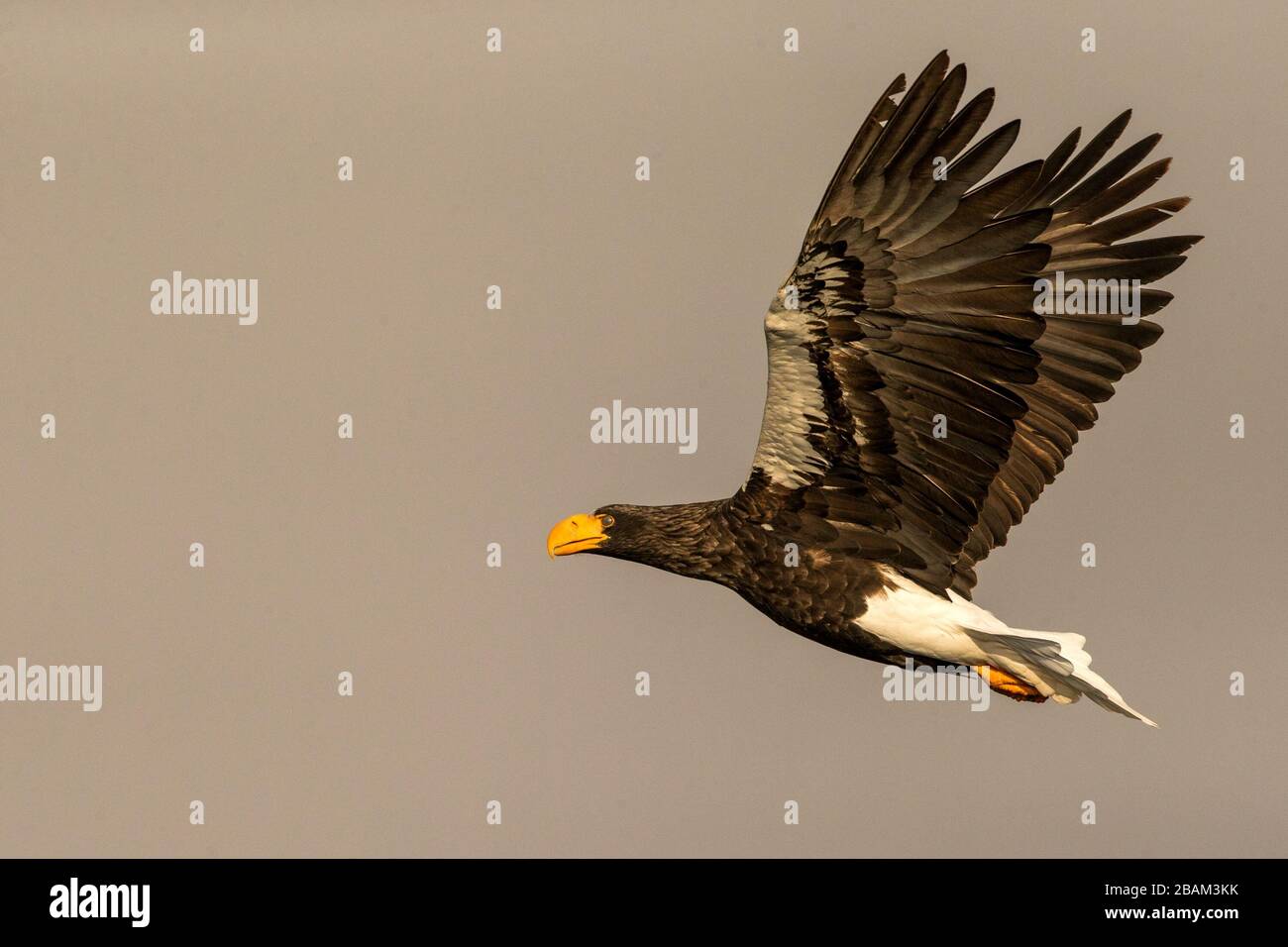 Steller's sea eagle in flight, eagle flying against clear sky in Hokkaido, Japan, silhouette of eagle at sunrise, majestic sea eagle, wildlife scene, Stock Photo