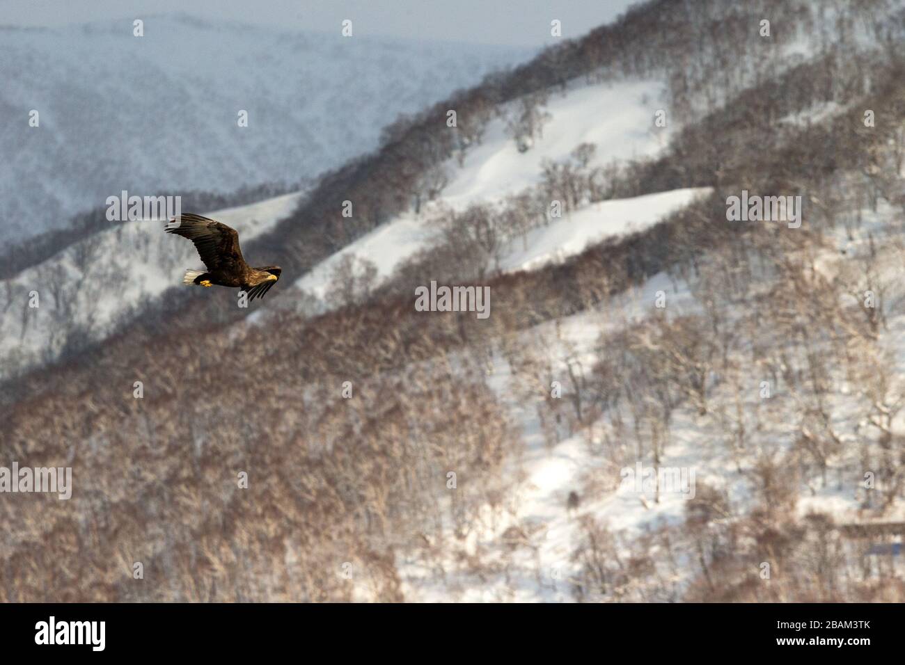 White-tailed eagle flying in front of winter mountains scenery in Hokkaido, Bird silhouette. Beautiful nature scenery in winter. Mountain covered by s Stock Photo