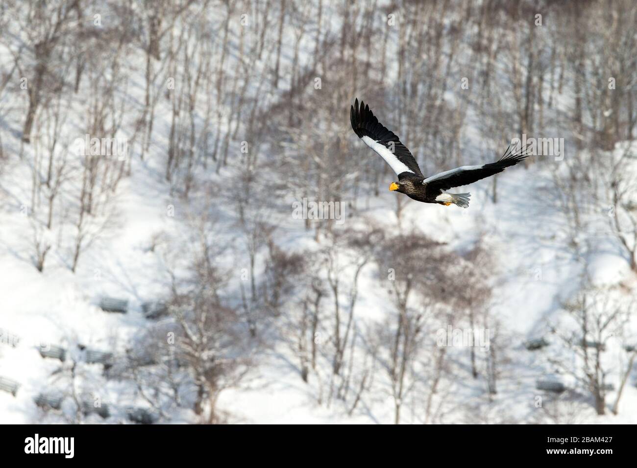 Steller's sea eagle flying in front of winter mountains scenery in Hokkaido, Bird silhouette. Beautiful nature scenery in winter. Mountain covered by Stock Photo