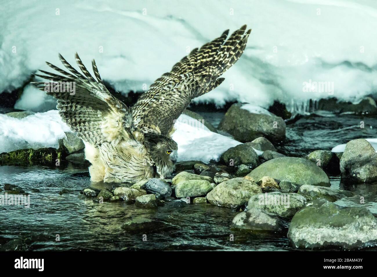 Blakiston's fish owl, bird hunting in fish in cold water creek, unique