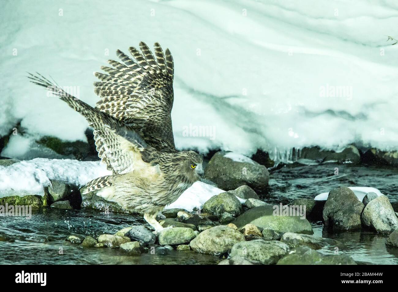 Blakiston's fish owl, bird hunting in fish in cold water creek, unique