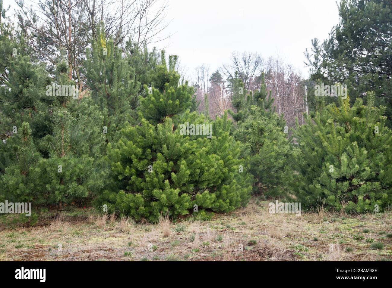young pine trees in forest in Poland Stock Photo