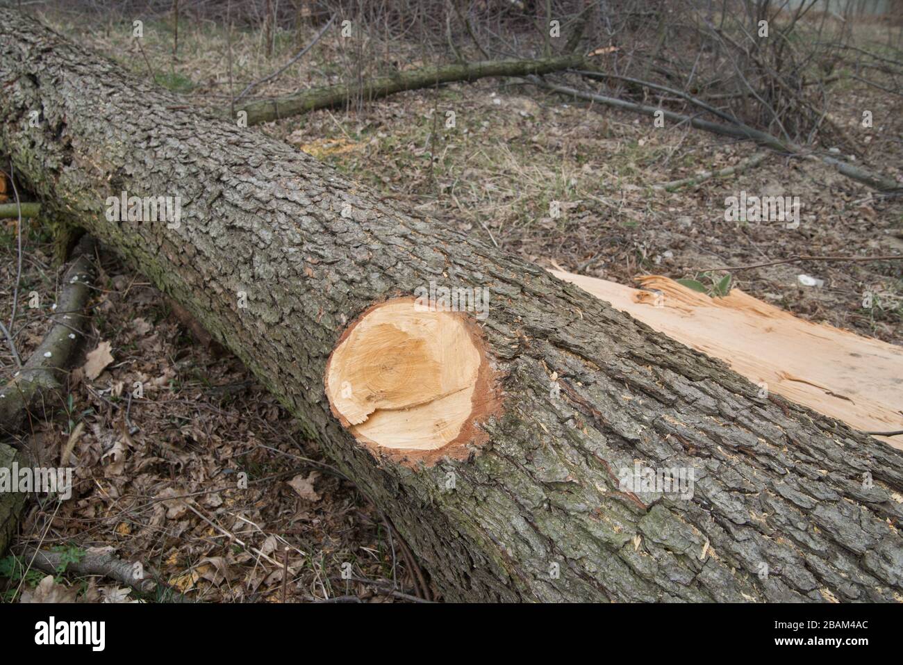 Tree cross section oak hires stock photography and images Alamy