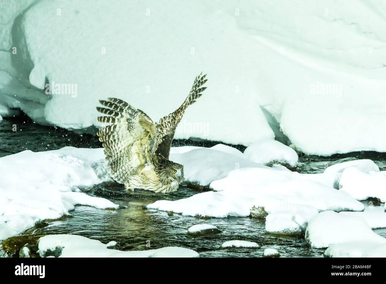 Blakiston's fish owl, bird hunting in fish in cold water creek,  unique natural beauty of Hokkaido, Japan, birding adventure in Asia, big fishing bird Stock Photo